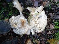 Clitocybe brunneocephala image