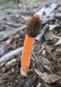 Phallus rubicundus image