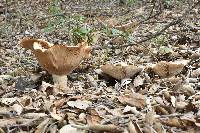 Clitocybe brunneocephala image