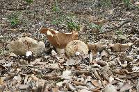 Clitocybe brunneocephala image