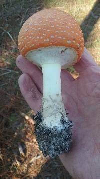 Amanita persicina image