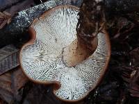 Rhodocollybia badiialba image