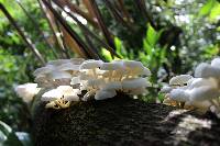 Lentinus concavus image