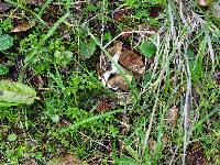 Russula cerolens image