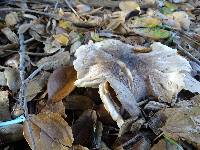 Tricholoma griseoviolaceum image