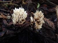 Ramaria pinicola image