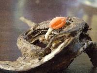 Cookeina tricholoma image