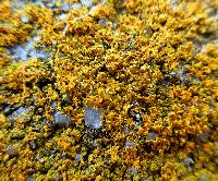 Xanthoria weberi image