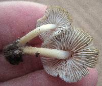 Mycena inclinata image