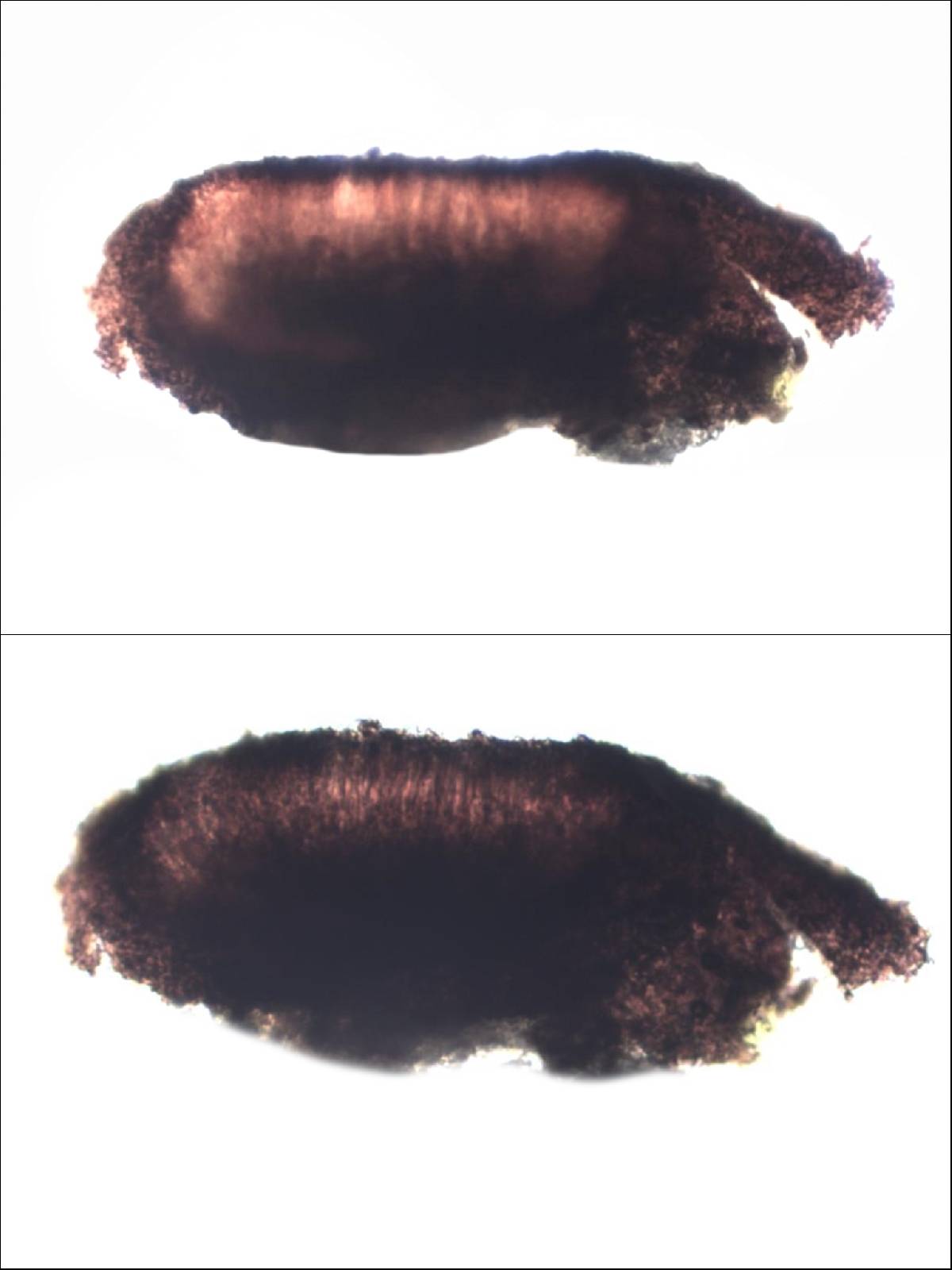 Lecidea sarcogynoides image