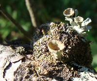 Cladonia carneola image