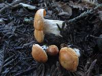 Cuphophyllus pratensis image