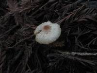 Lepiota castaneidisca image