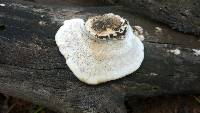 Trametes cingulata image