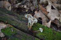 Mycena inclinata image