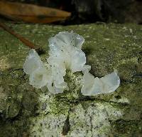 Tremella fuciformis image