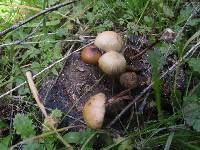 Psilocybe coprophila image