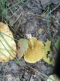 Suillus americanus image