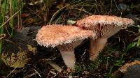 Lactarius torminosus image