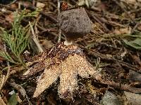 Geastrum coronatum image