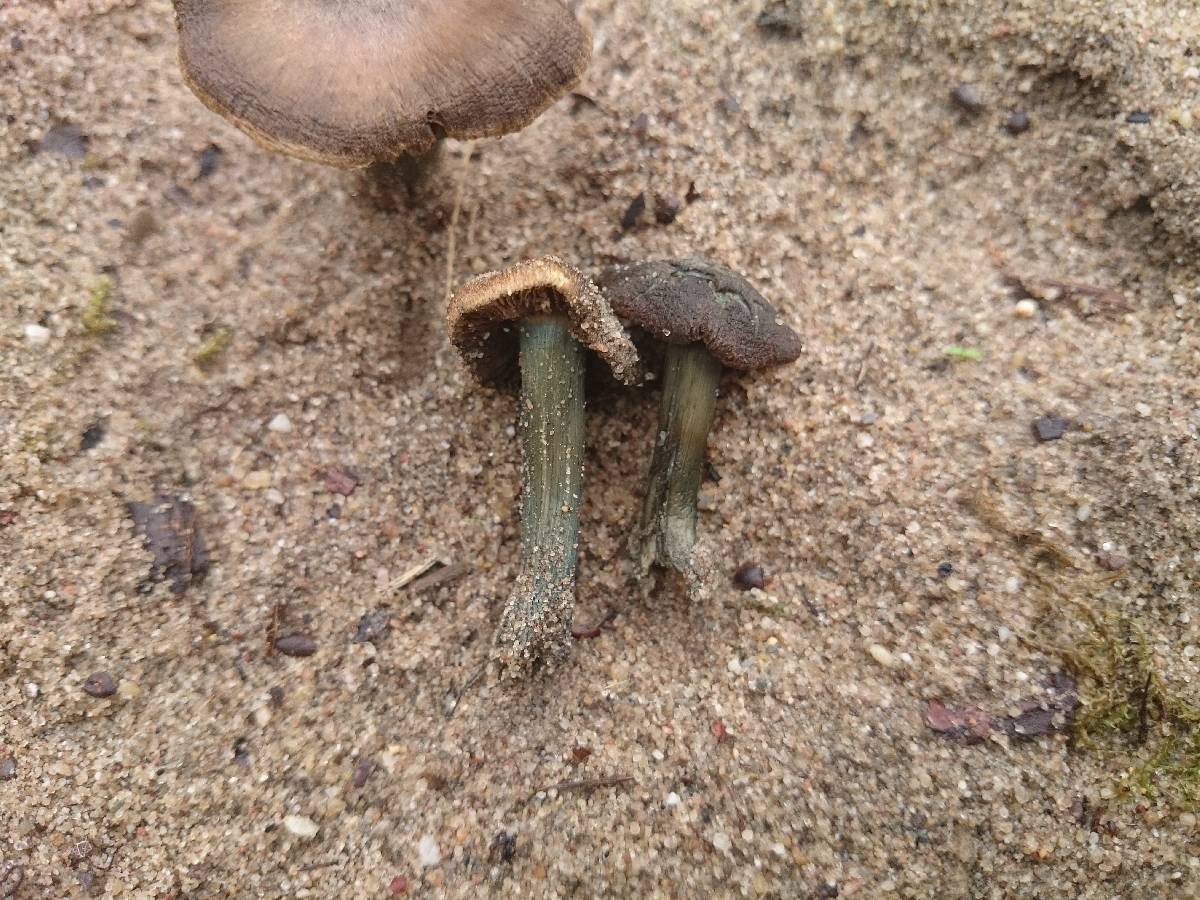 Inocybe aeruginascens image