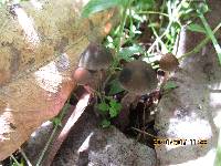 Psilocybe papuana image