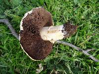 Agaricus californicus image