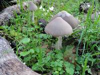 Psathyrella longipes image