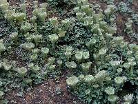 Cladonia pyxidata image