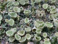 Cladonia pyxidata image