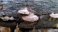 Phellinus gilvus image