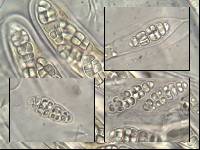 Hysterobrevium smilacis image