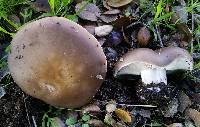 Clitocybe brunneocephala image