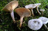 Clitocybe rivulosa image