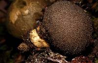 Lycoperdon nigrescens image