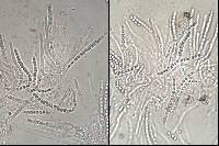 Trichoderma citrinoviride image