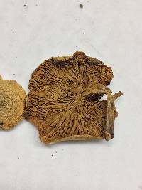 Pholiota polychroa image