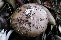 Amanita calyptratoides image