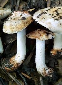 Inocybe fraudans image