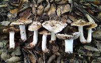 Inocybe fraudans image