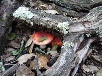 Russula silvicola image