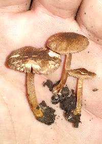 Lepiota castanea image