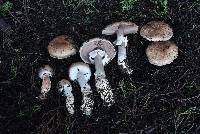 Agaricus brunneofibrillosus image