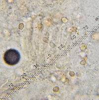 Pseudobaeospora aphana image