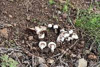 Agaricus californicus image