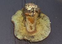 Cortinarius montanus image