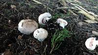 Agaricus bisporus image