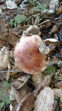 Tricholoma dryophilum image