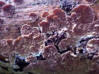 Trichaptum abietinum image