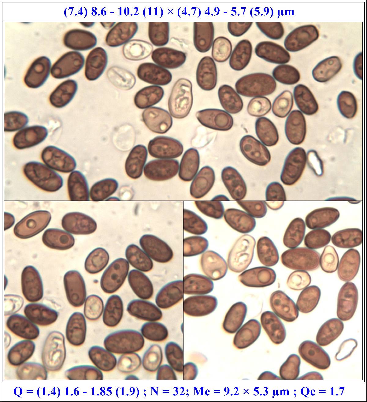 Coprinopsis pannucioides image